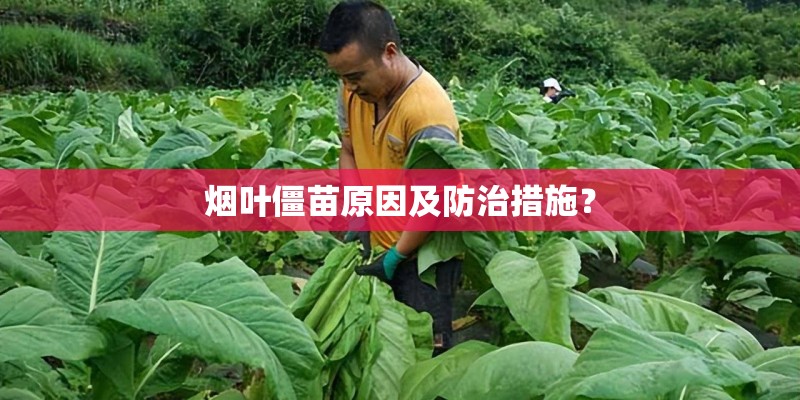 烟叶僵苗原因及防治措施？